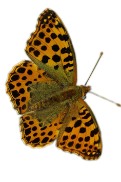 Papillon - PNG