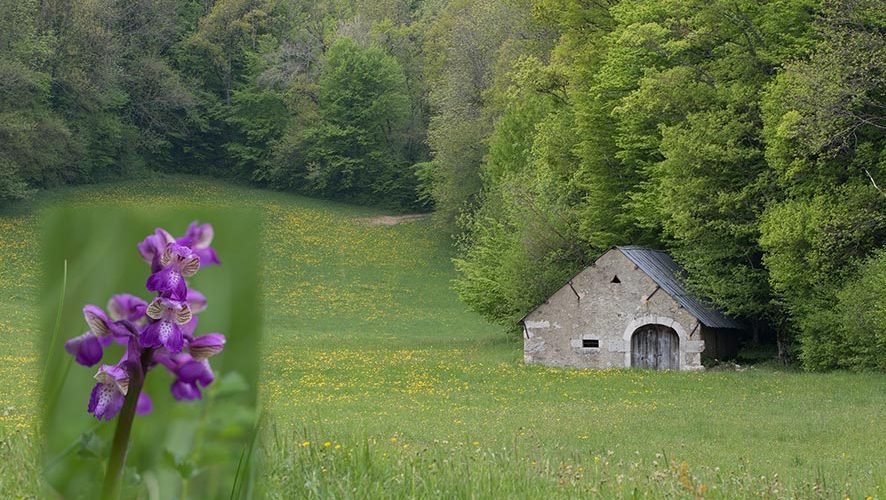 De forêts en pâturages