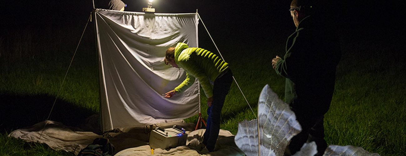La nuit est belle…. et les papillons volent !
