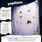 LA NUIT DES PAPILLONS